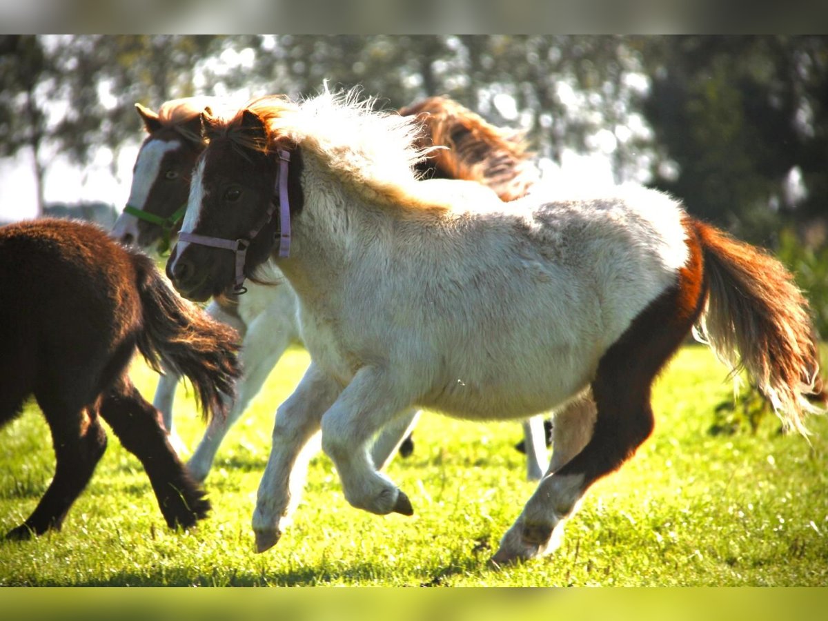 Shetland Ponys Hengst 1 Jaar 95 cm Gevlekt-paard in Rockanje