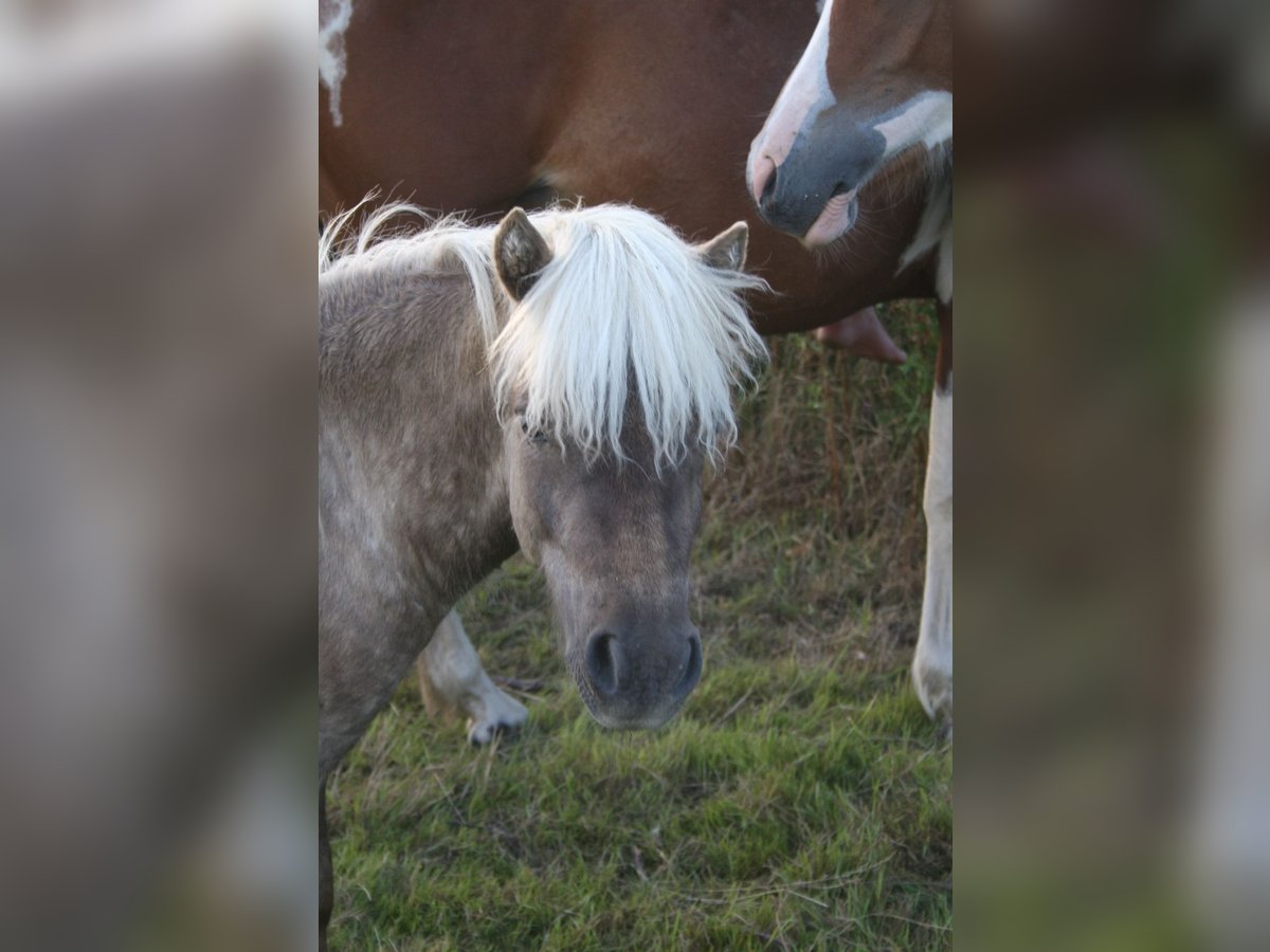 Shetland Ponys Hengst 1 Jaar 95 cm in Flensburg