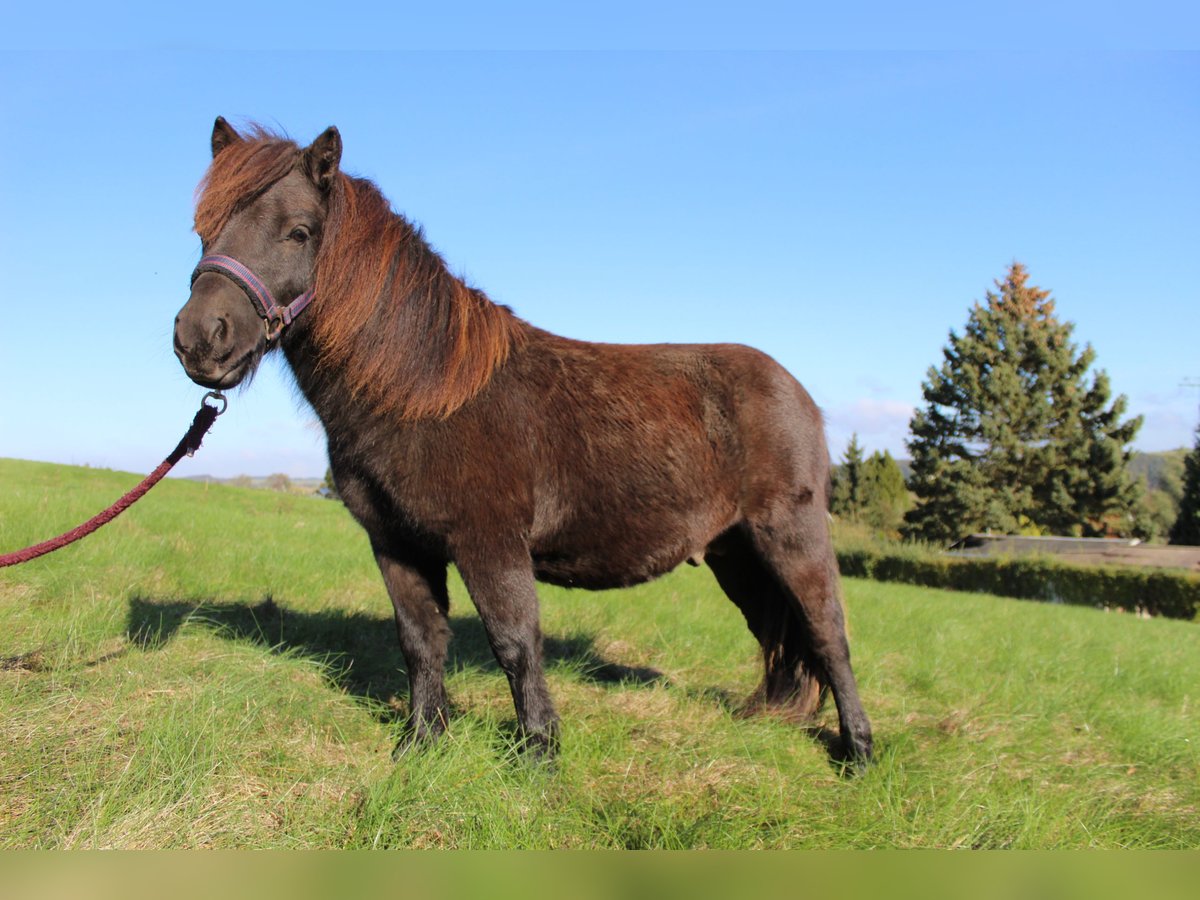 Shetland Ponys Hengst 1 Jaar 98 cm Zwart in Neukirchen/Pleiße