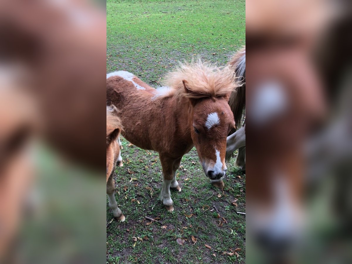 Shetland Ponys Hengst 1 Jaar in Trittau