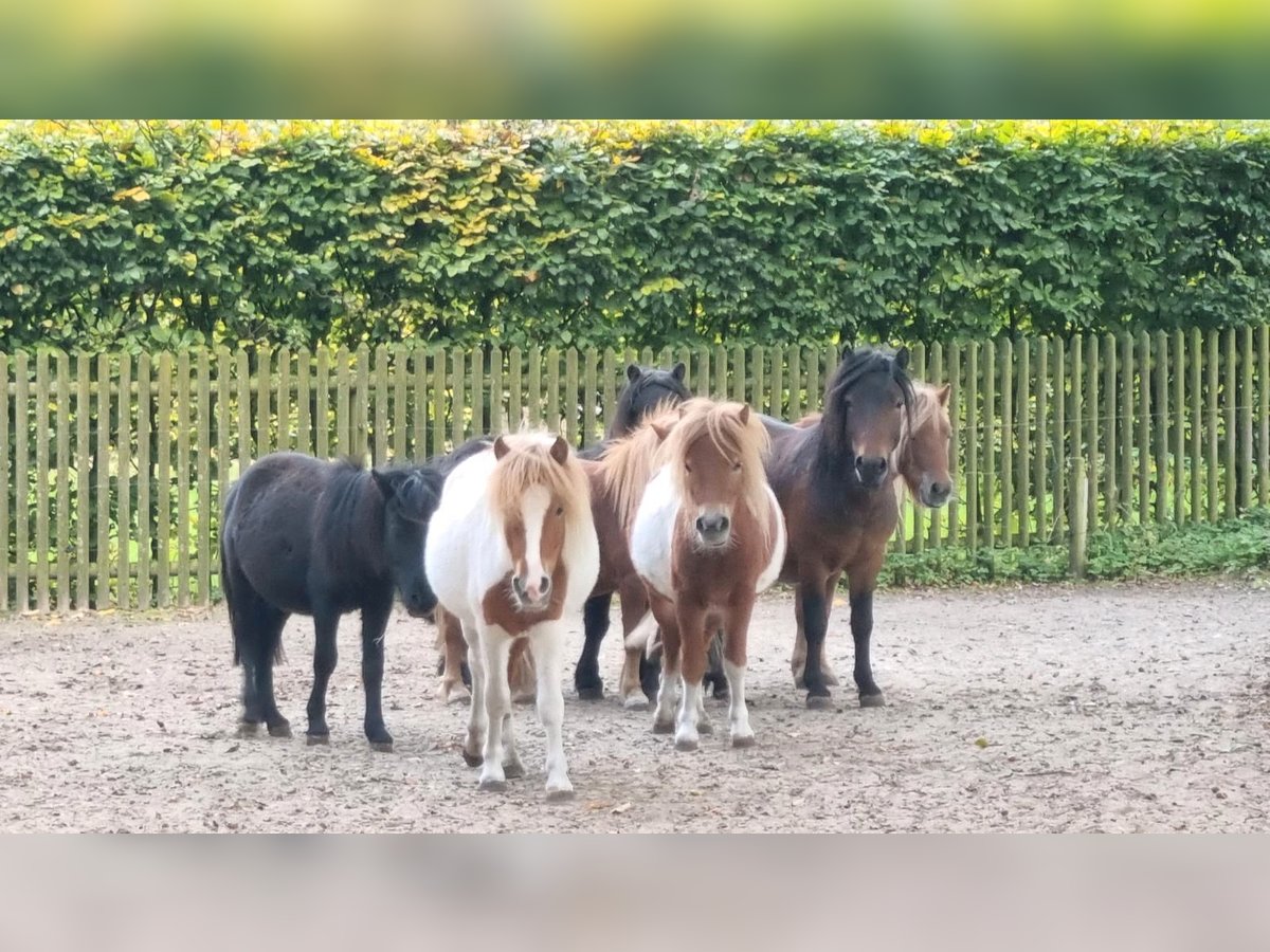 Shetland Ponys Mix Hengst 1 Jaar in Verl