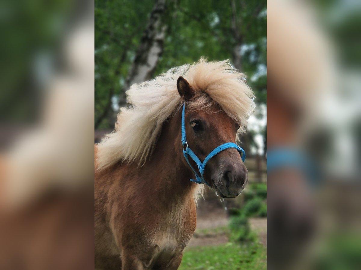 Shetland Ponys Hengst 1 Jahr 100 cm Fuchs in Wilthen