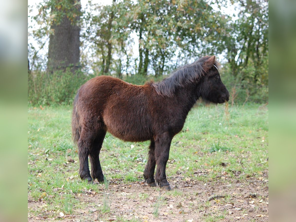 Shetland Ponys Hengst 1 Jahr 103 cm Rappe in Toucy
