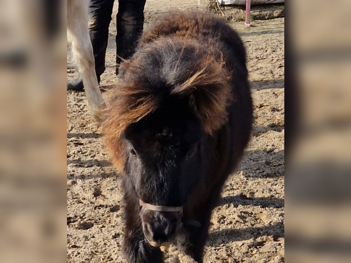 Shetland Ponys Hengst 1 Jahr 105 cm Rappe in Beverstedt