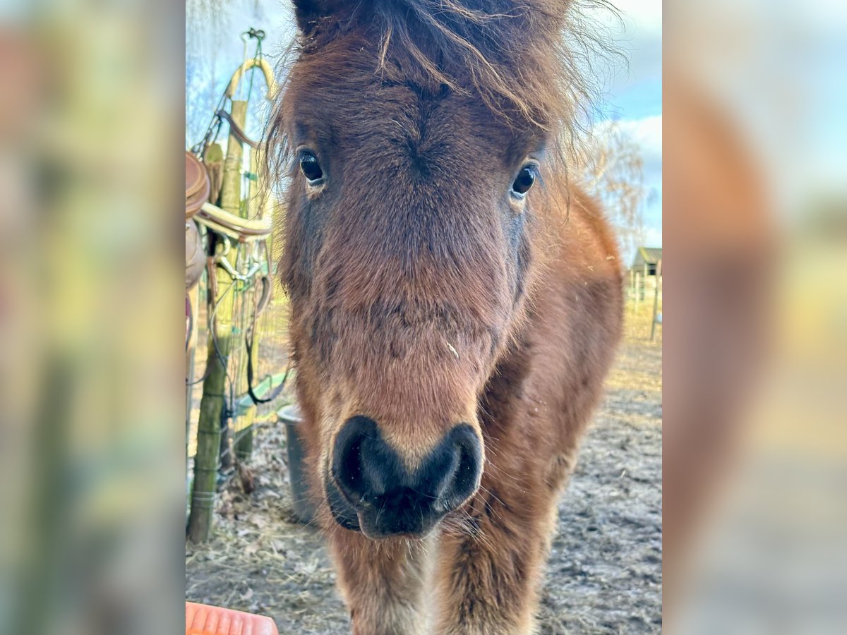 Shetland Ponys Mix Hengst 1 Jahr 110 cm Dunkelbrauner in Beegden