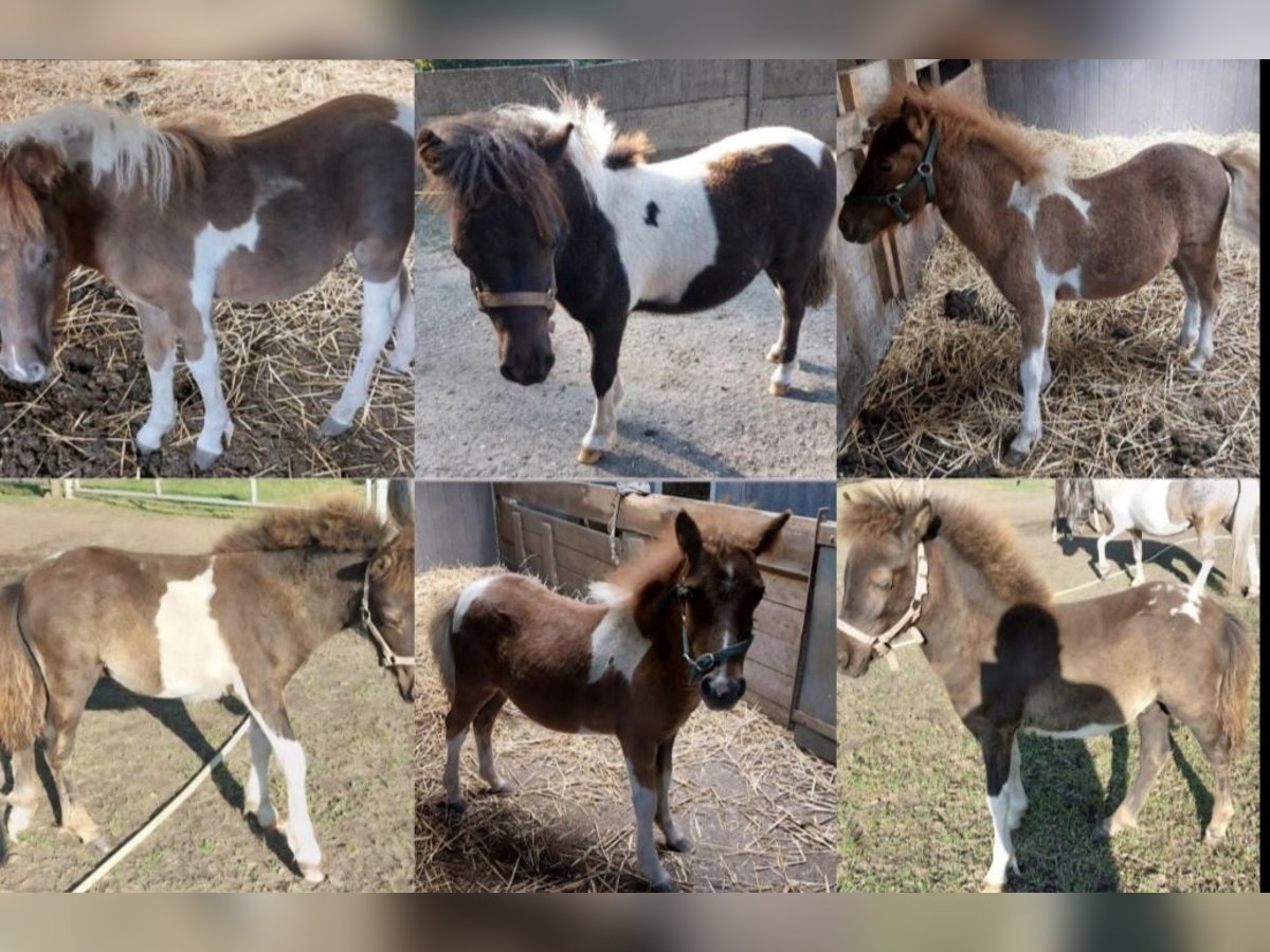 Shetland Ponys Hengst 1 Jahr 110 cm Schecke in Freren