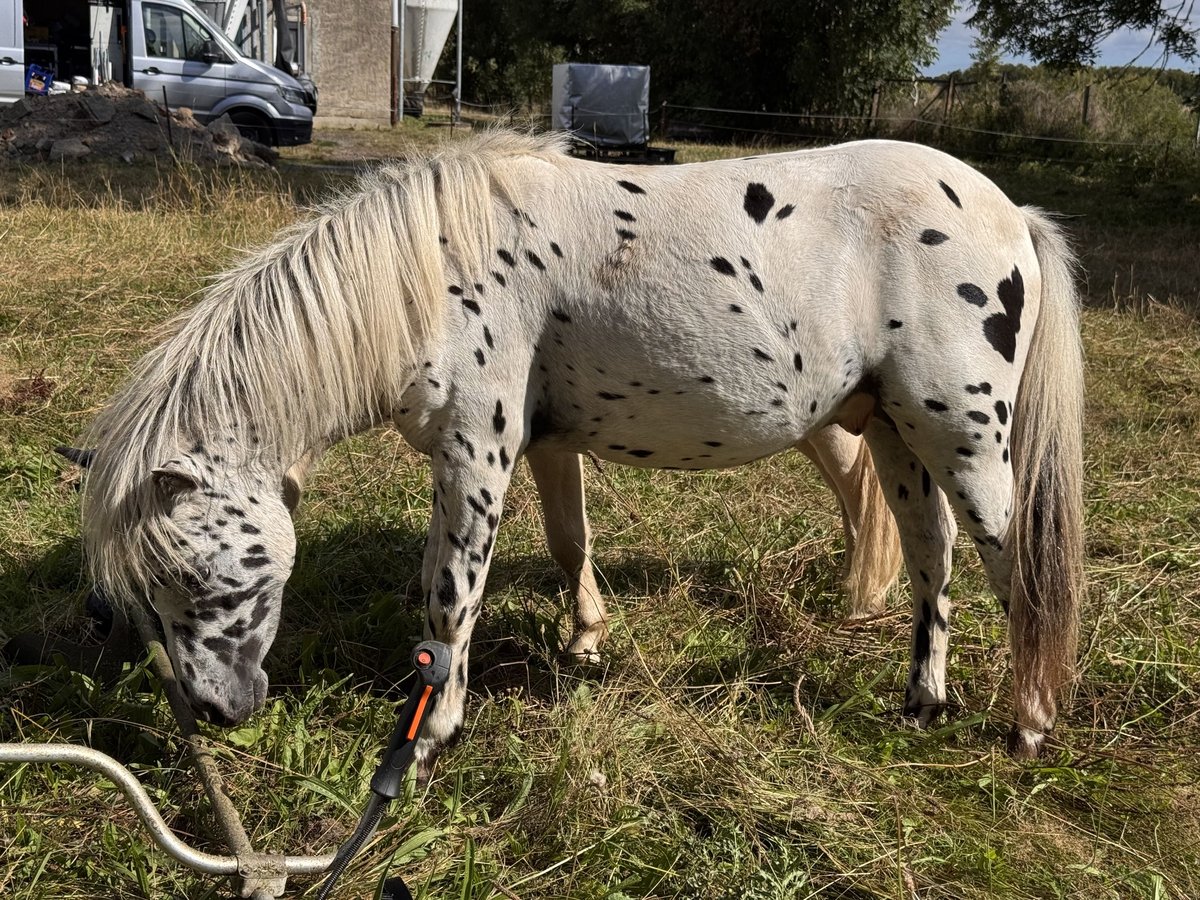 Shetland Ponys Hengst 1 Jahr 113 cm Tigerschecke in Gro&#xDF; Molzahn
