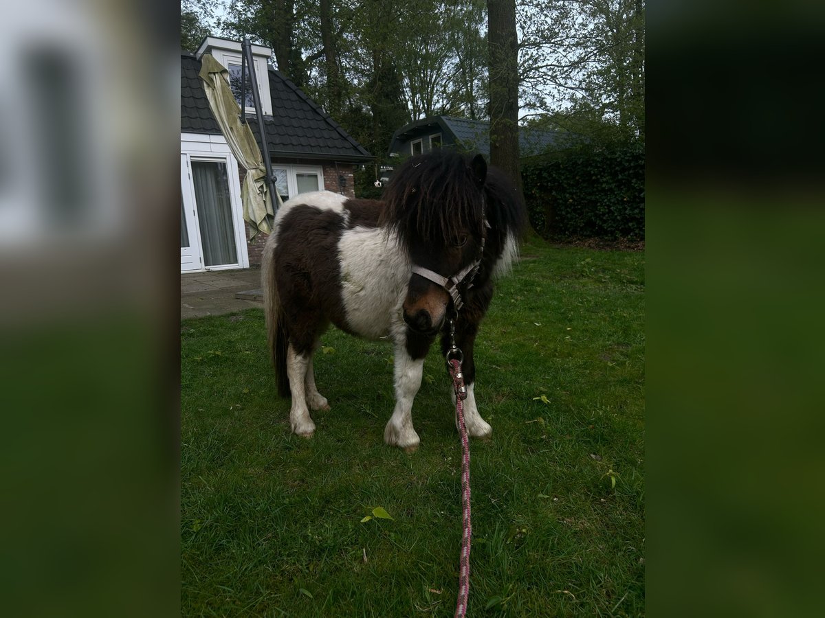 Shetland Ponys Hengst 1 Jahr 65 cm Schecke in Haaren