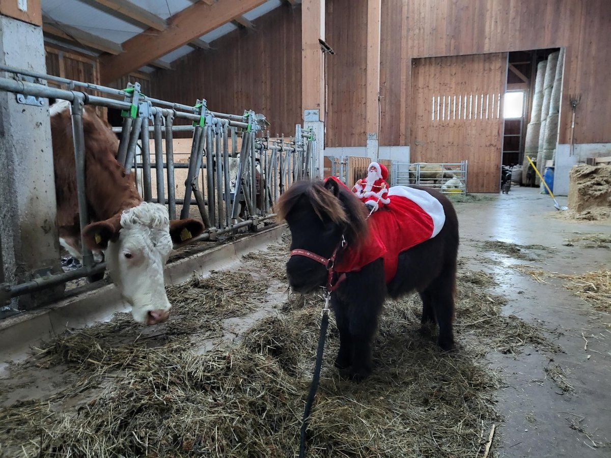 Shetland Ponys Hengst 1 Jahr 70 cm Schwarzbrauner in Schladming