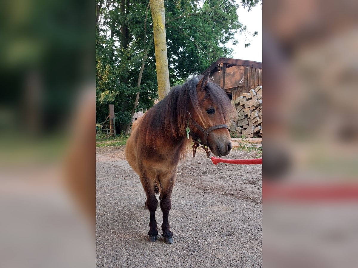 Shetland Ponys Hengst 1 Jahr 80 cm Dunkelbrauner in Susteren