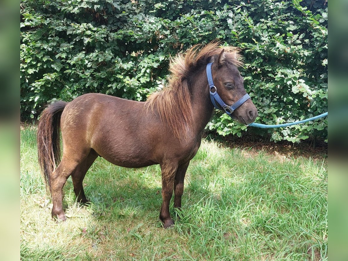 Shetland Ponys Hengst 1 Jahr 80 cm in Susteren