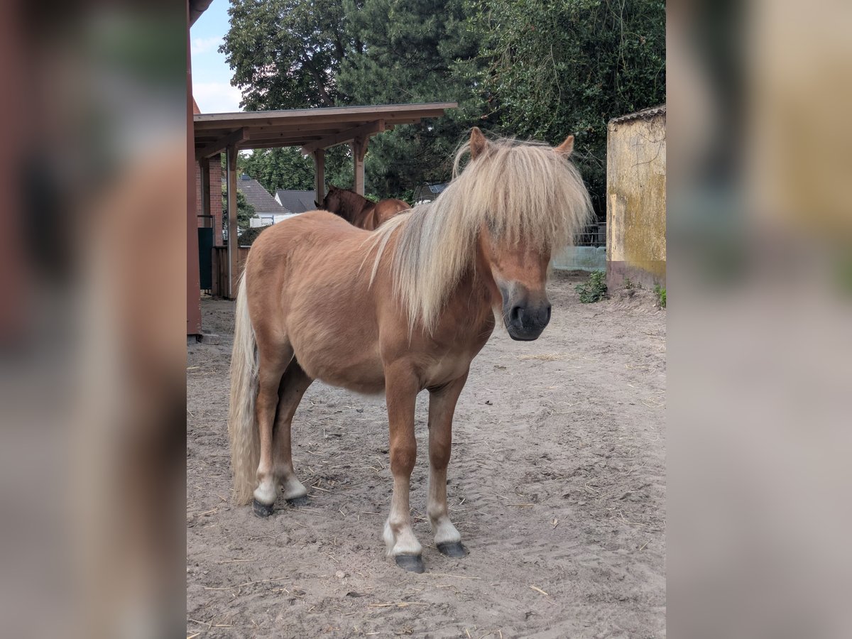 Shetland Ponys Hengst 1 Jahr 80 cm Fuchs in Schwanewede