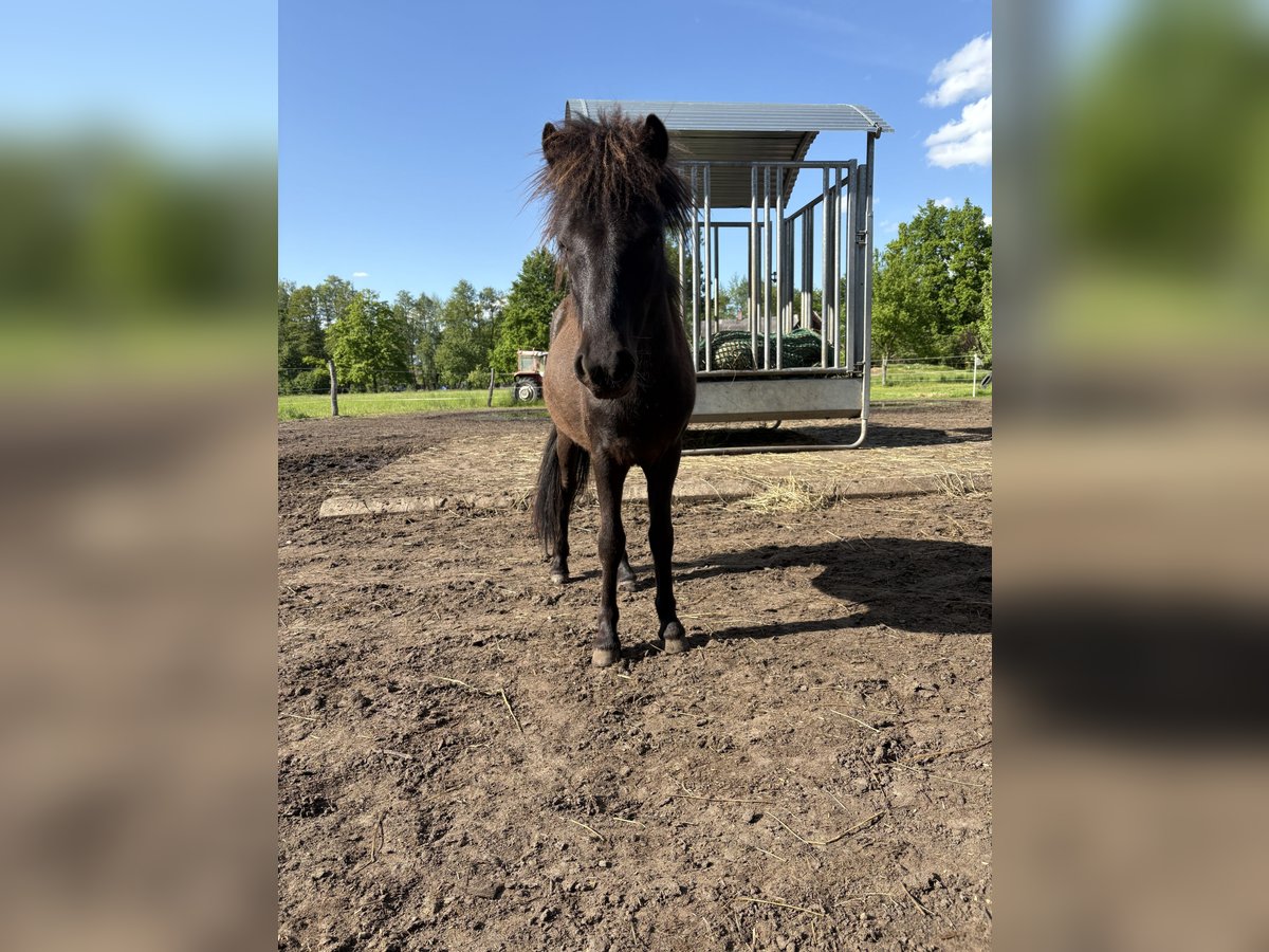 Shetland Ponys Hengst 1 Jahr 90 cm Dunkelbrauner in Kolkwitz