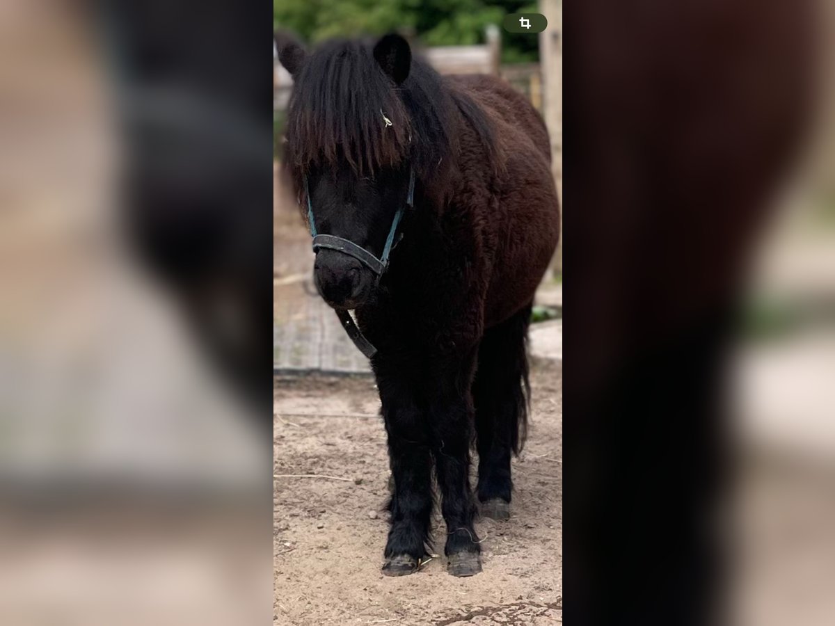 Shetland Ponys Hengst 1 Jahr 90 cm Rappe in Norderstedt