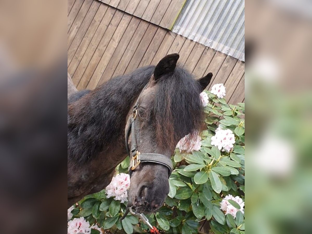 Shetland Ponys Hengst 1 Jahr 95 cm Rappe in Lübbecke