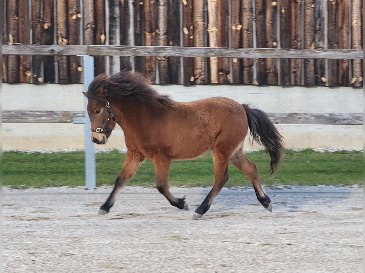 Shetland Ponys Hengst 1 Jahr Brauner in Sankt Georgen, Chiemgau