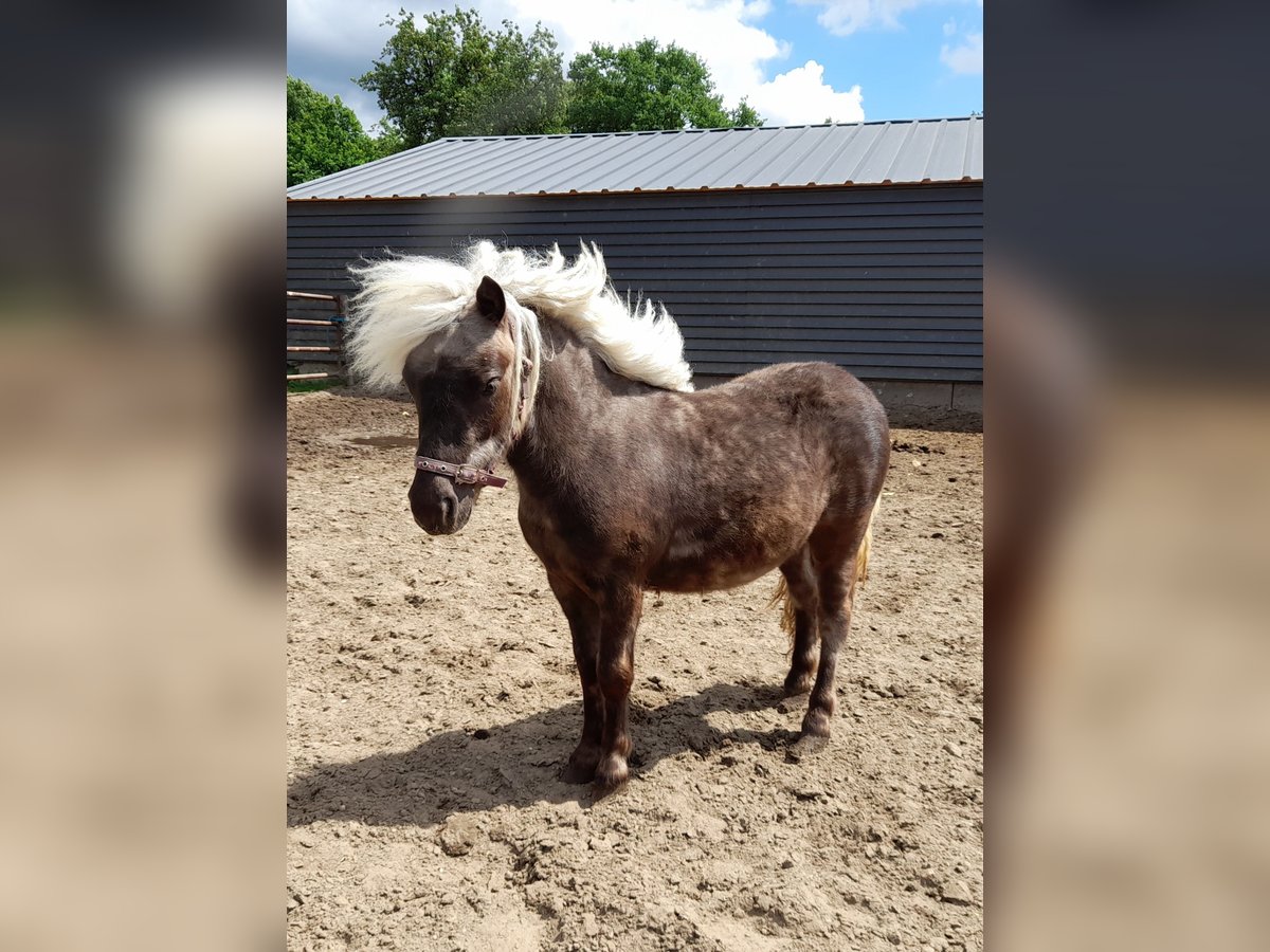 Shetland Ponys Hengst 1 Jahr in Veenendaal