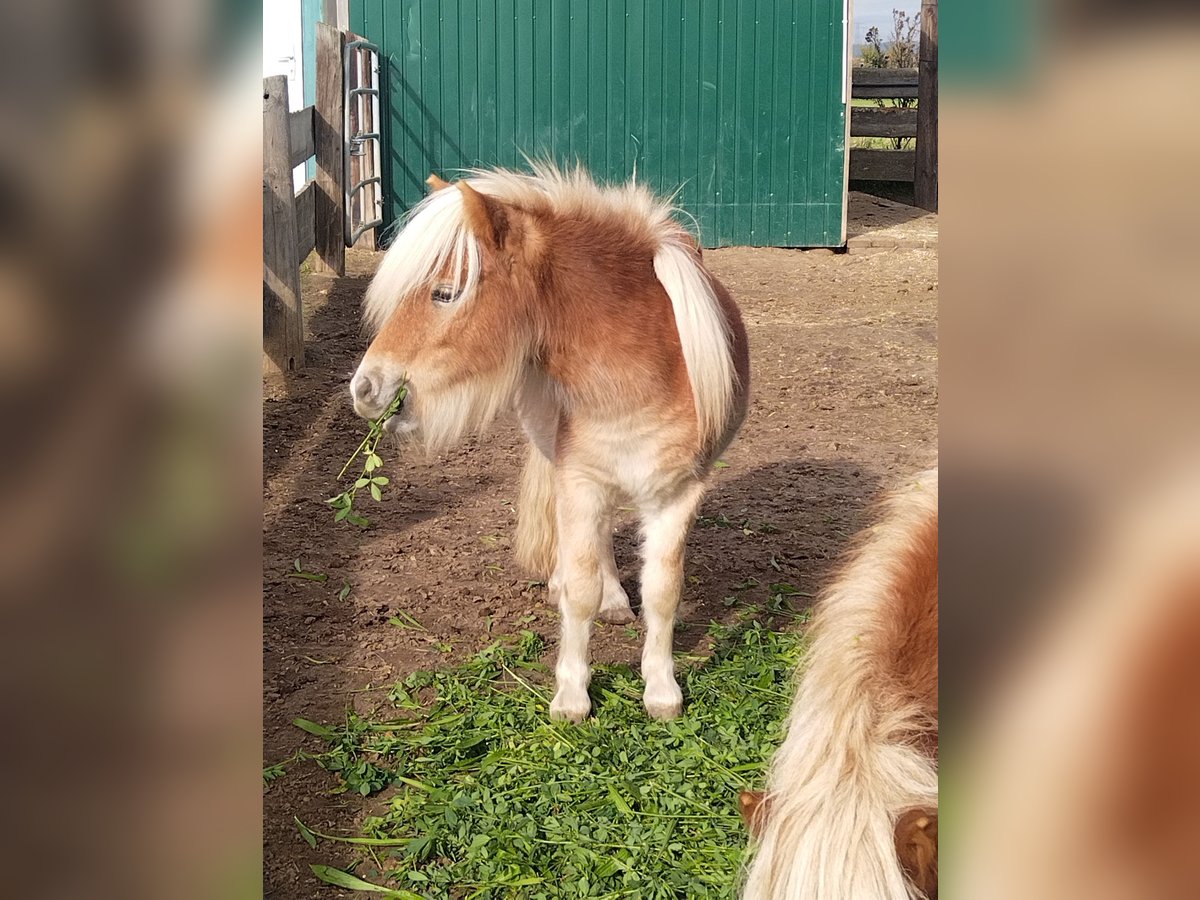 Shetland Ponys Hengst 1 Jahr Fuchs in Seyring
