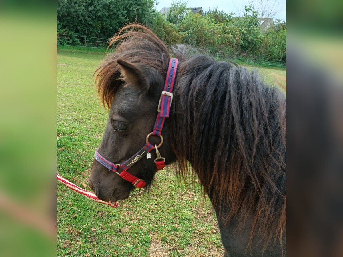 Shetland Ponys Hengst 1 Jahr Rappe in Kiel