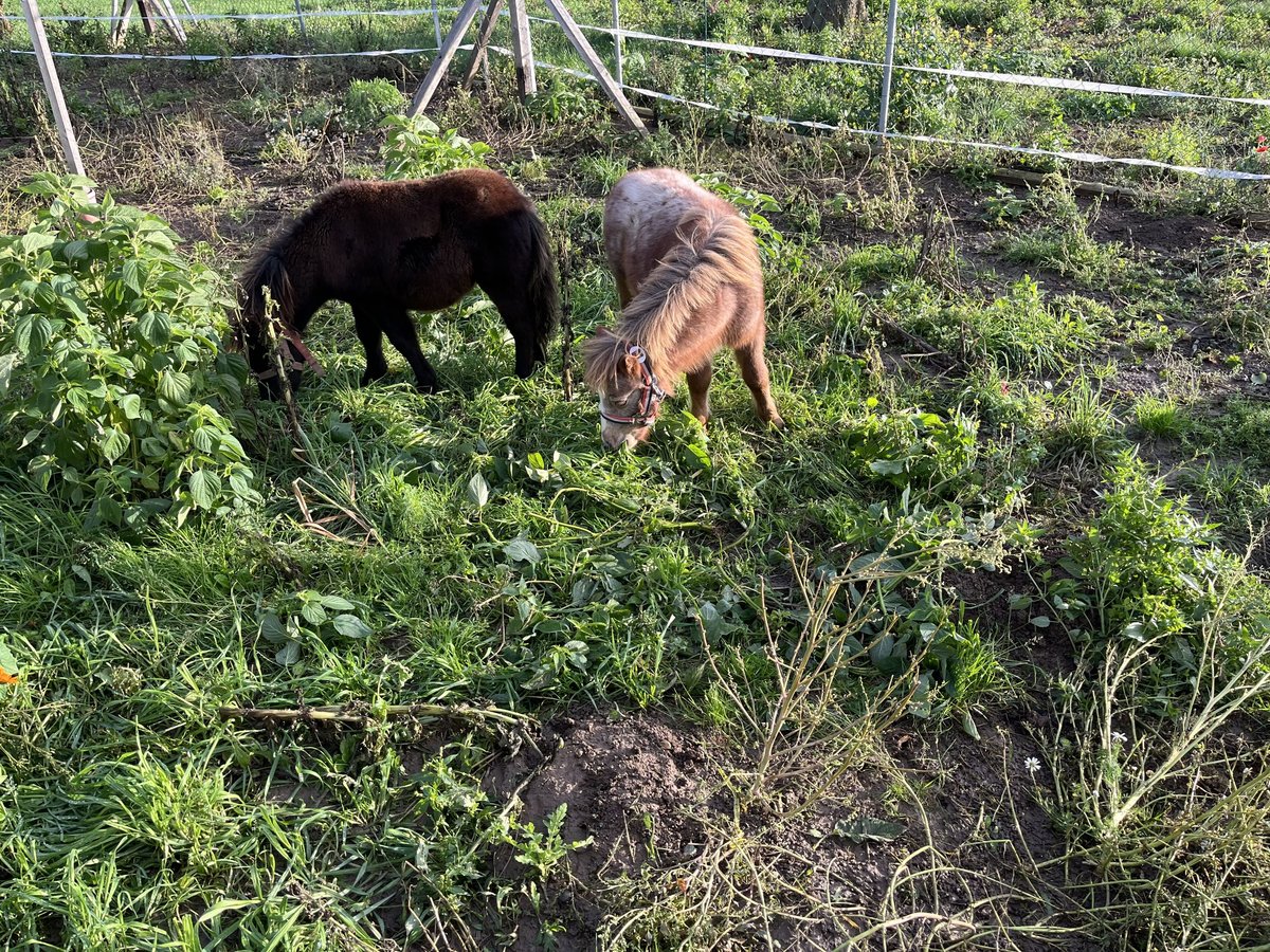 Shetland Ponys Hengst 1 Jahr Tigerschecke in Quedlinburg