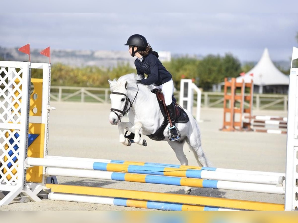 Shetland Ponys Hengst 20 Jaar 110 cm Gevlekt-paard in León