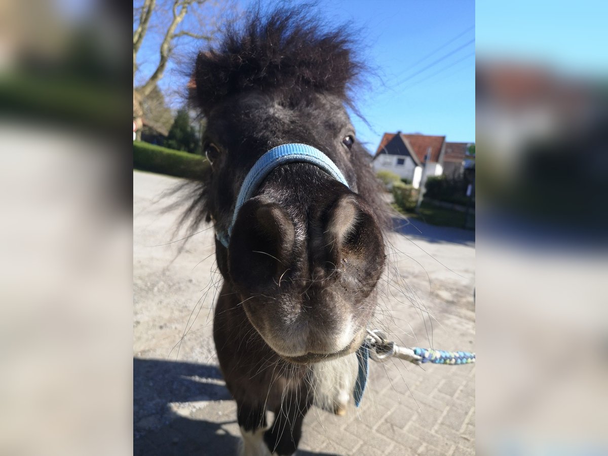 Shetland Ponys Hengst 23 Jaar 140 cm Gevlekt-paard in Hemer