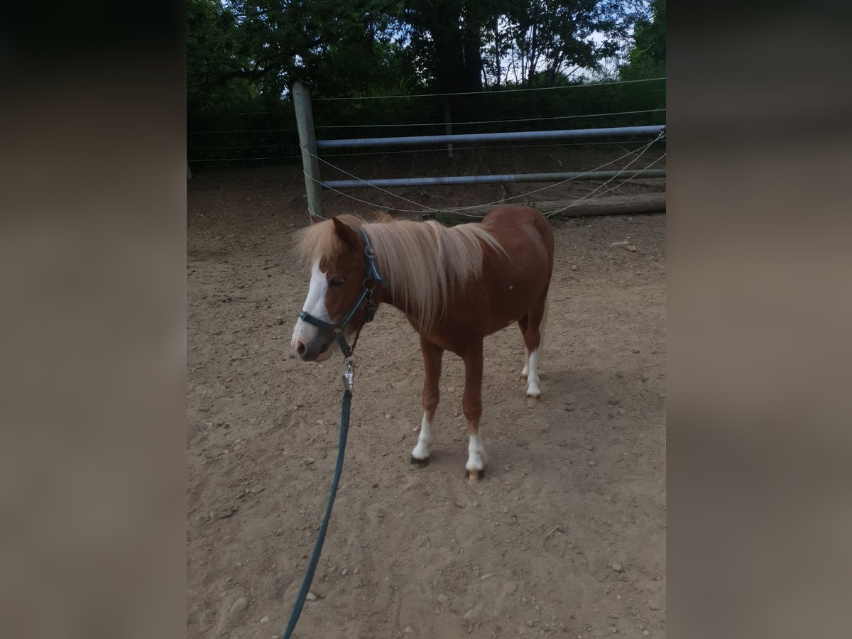 Shetland Ponys Hengst 2 Jaar 100 cm Vos in Schwabm&#xFC;nchen