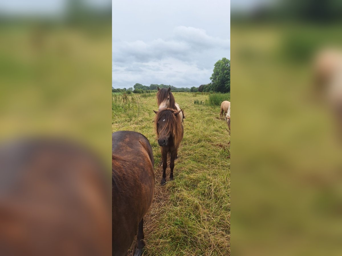 Shetland Ponys Hengst 2 Jaar 105 cm Appaloosa in Misselwarden