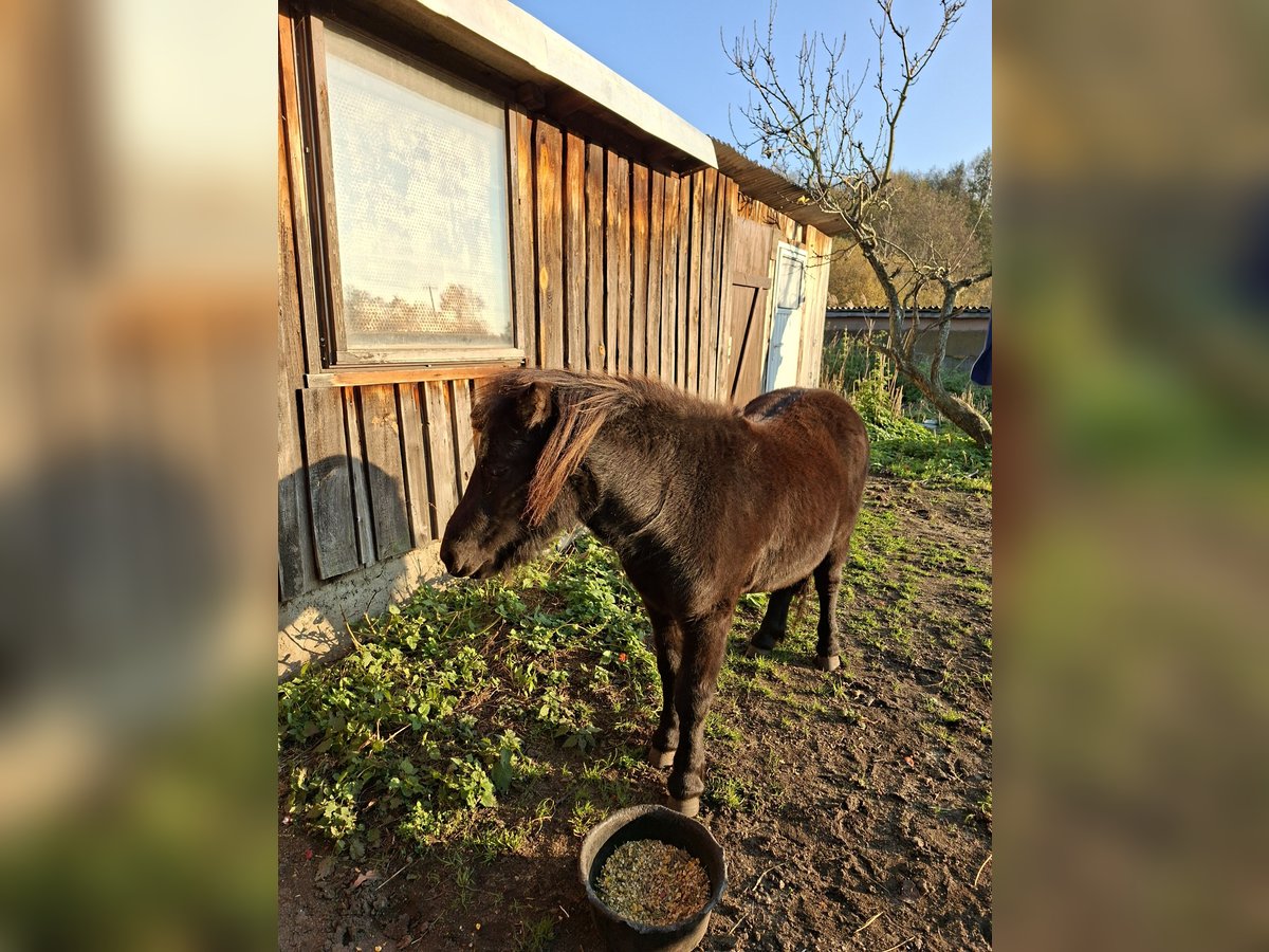 Shetland Ponys Hengst 2 Jaar 105 cm in Elsterwerda