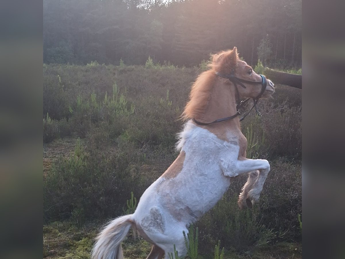 Shetland Ponys Hengst 2 Jaar 80 cm Gevlekt-paard in Pelt