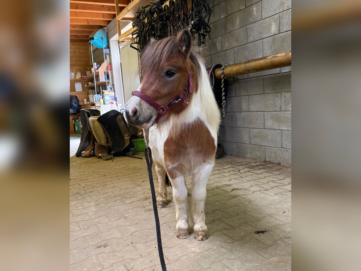 Shetland Ponys Hengst 2 Jaar 85 cm Gevlekt-paard in Daleiden