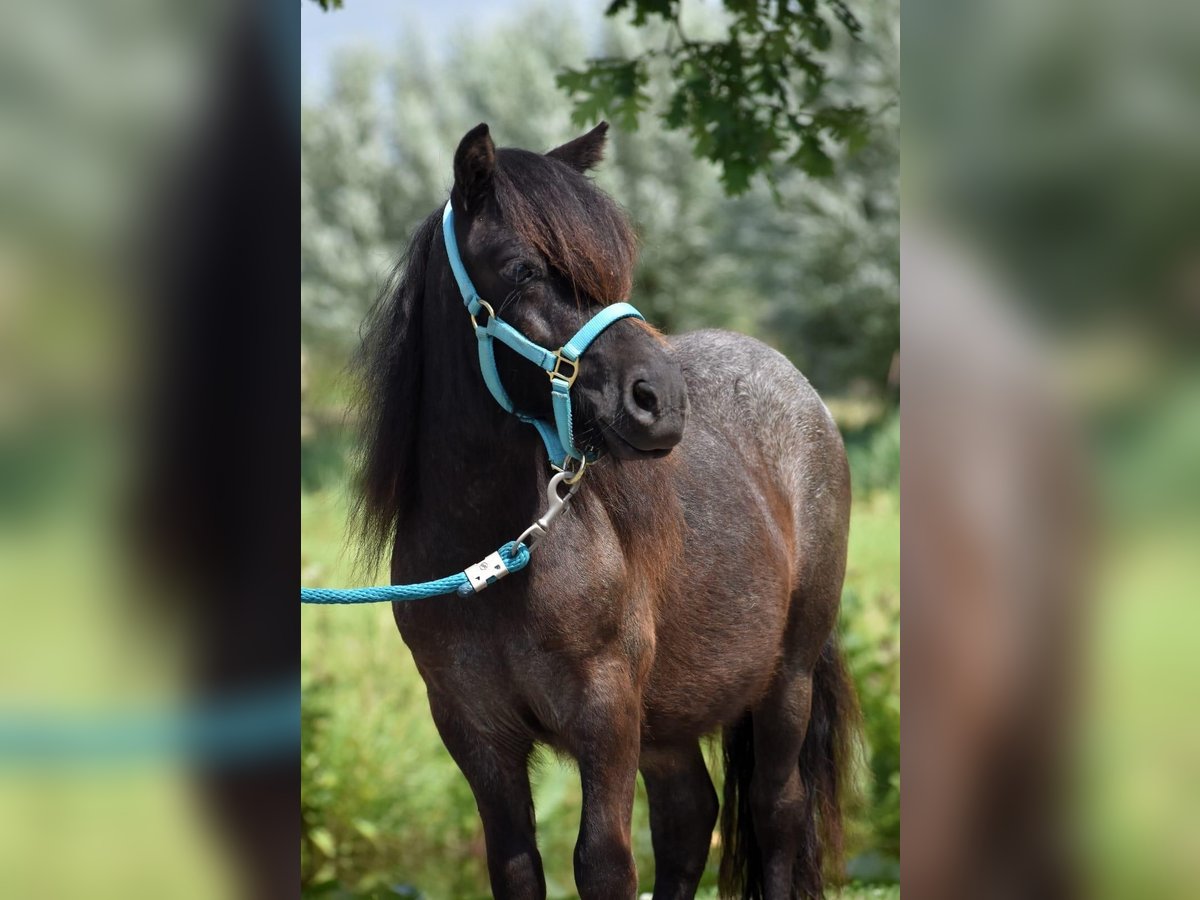 Shetland Ponys Hengst 2 Jaar 97 cm Zwart in Herpt