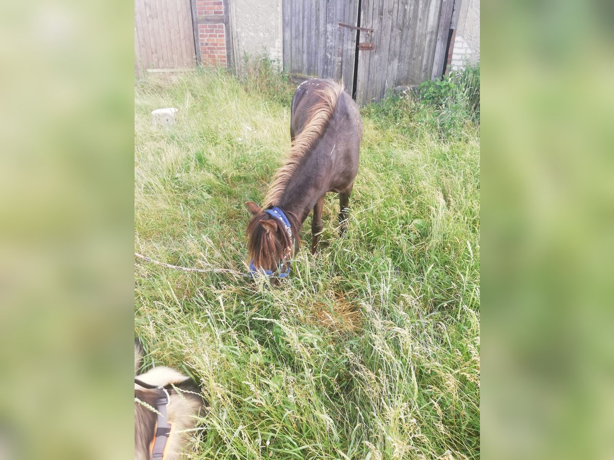 Shetland Ponys Hengst 2 Jahre 100 cm Brauner in Arendsee