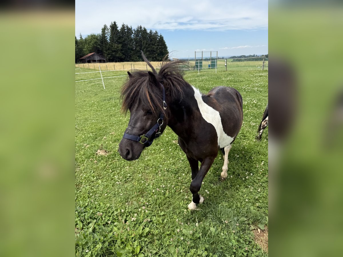 Shetland Ponys Hengst 2 Jahre 105 cm Schecke in AmerangAmerang
