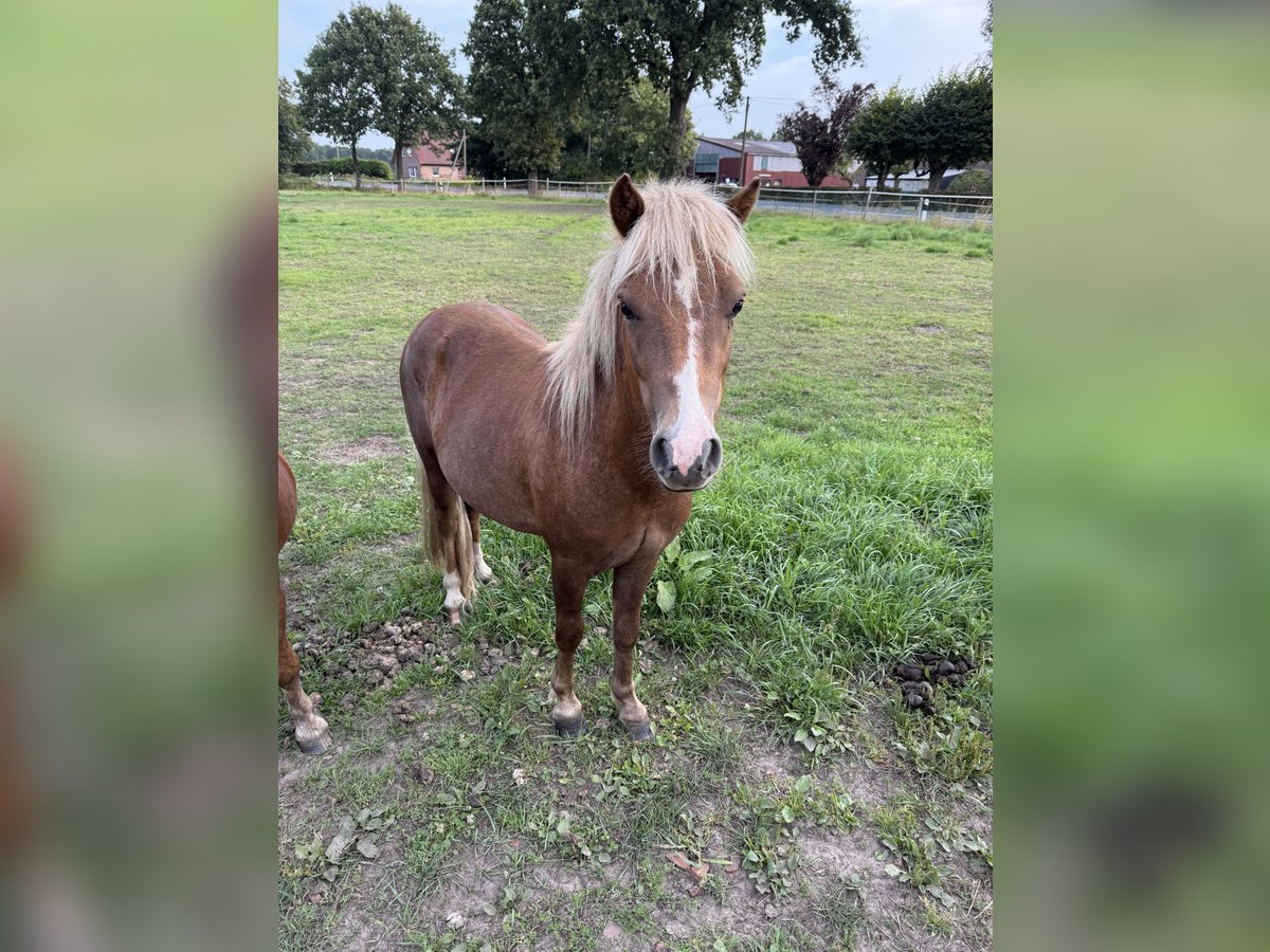 Shetland Ponys Mix Hengst 2 Jahre 110 cm Fuchs in Dunum