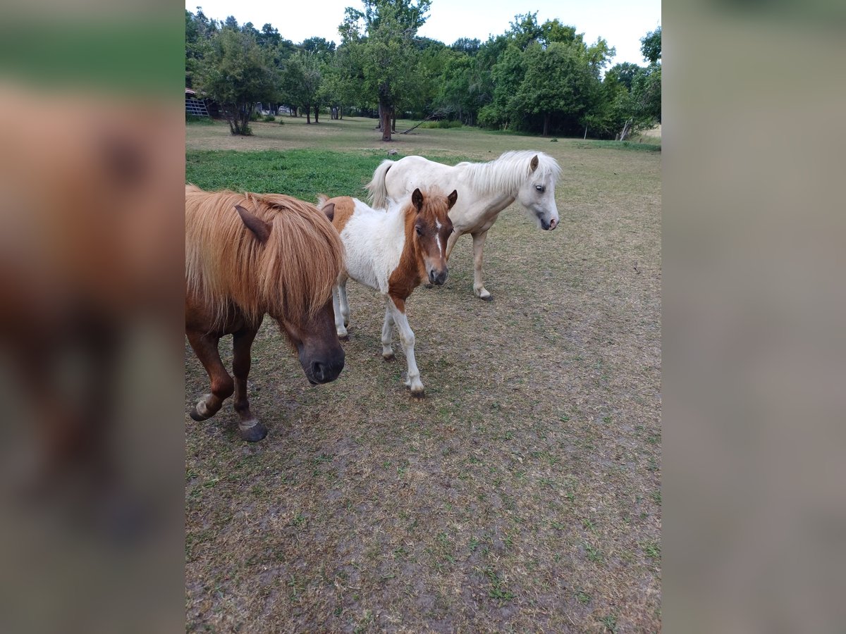 Shetland Ponys Hengst 2 Jahre 110 cm Palomino in Treuenbrietzen