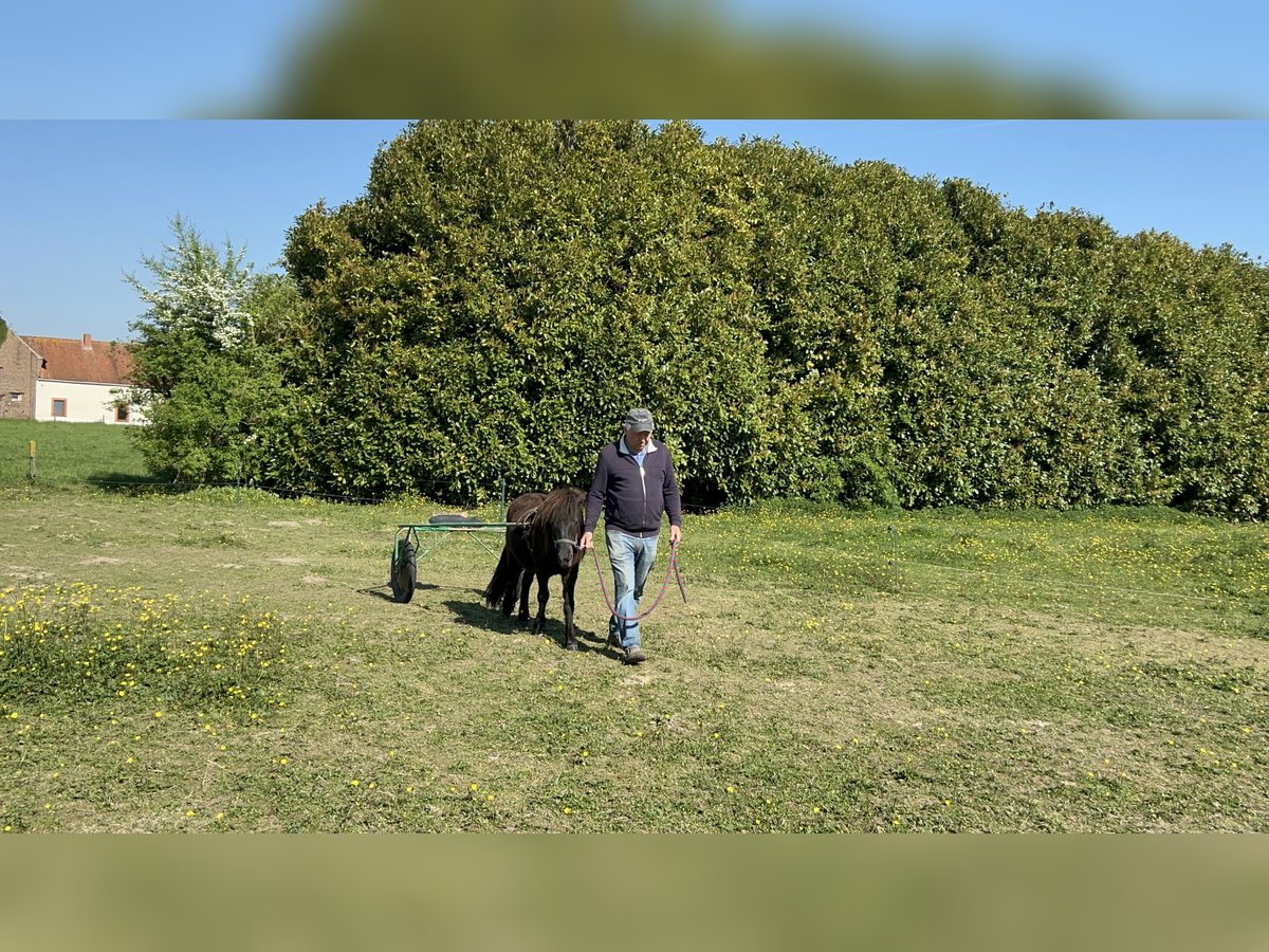 Shetland Ponys Mix Hengst 2 Jahre 110 cm Rappe in 23b