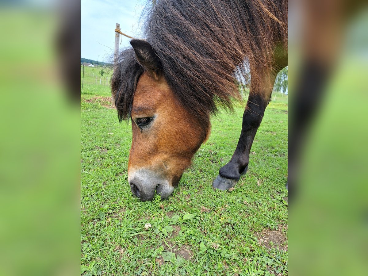 Shetland Ponys Mix Hengst 2 Jahre 98 cm Brauner in Sprockh&#xF6;vel
