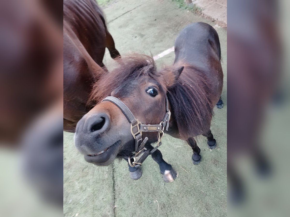Shetland Ponys Hengst 3 Jahre 80 cm Brauner in Echzell
