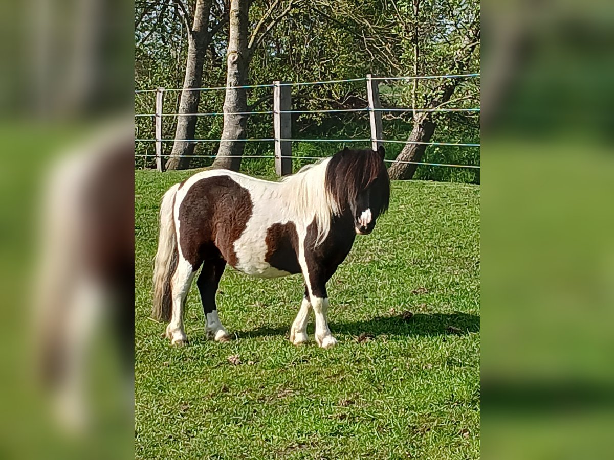 Shetland Ponys Hengst 3 Jahre 97 cm Schecke in Bissendorf