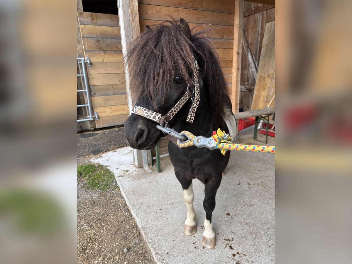 Shetland Ponys Hengst 4 Jahre 100 cm Schecke in Reith bei Seefeld