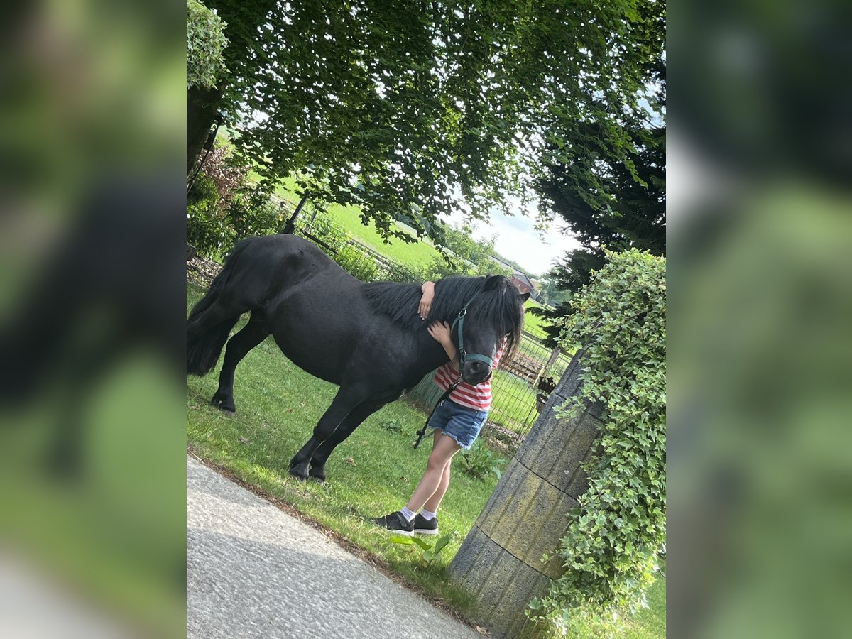 Shetland Ponys Hengst 4 Jahre 90 cm Rappe in Gro&#xDF; Ippener