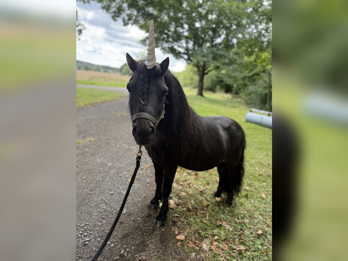 Shetland Ponys Hengst 4 Jahre 98 cm Rappe in Muscheid