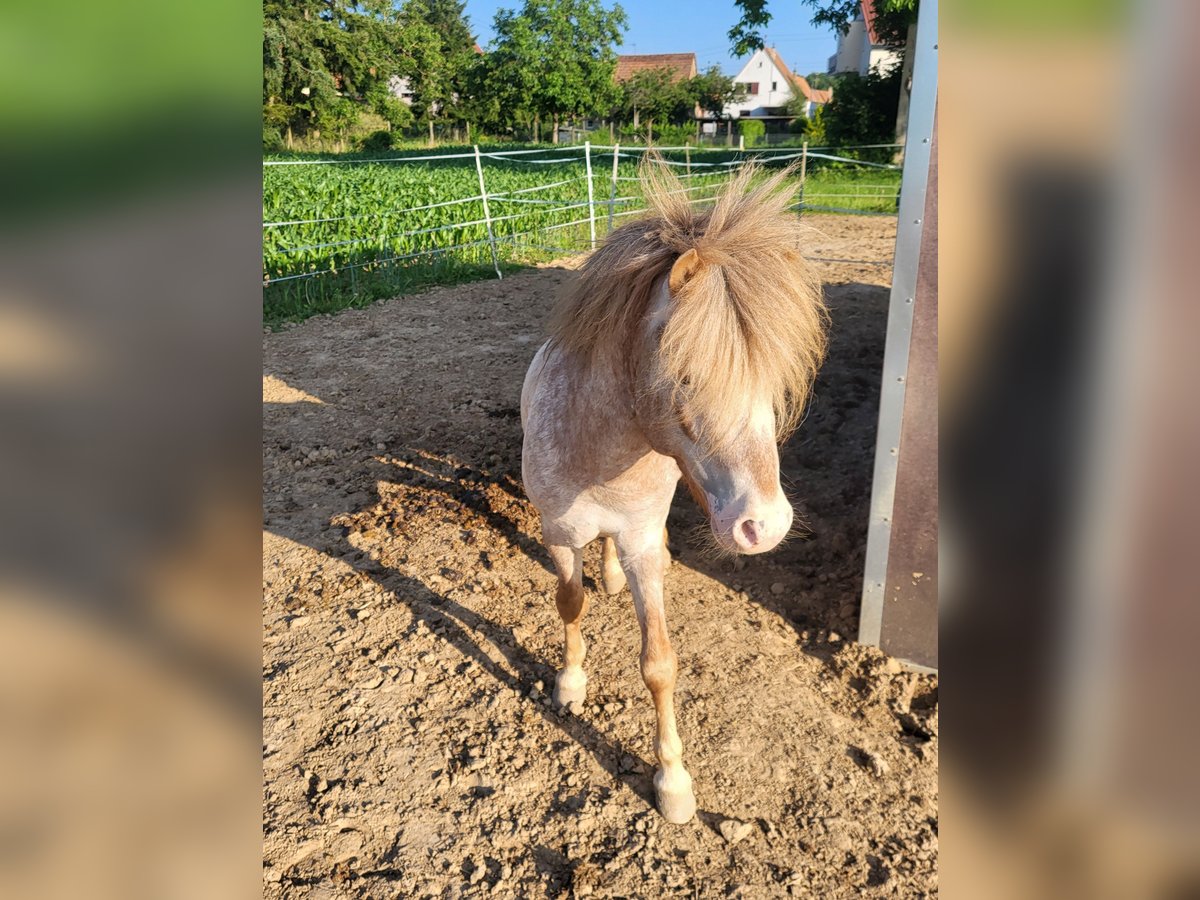 Shetland Ponys Mix Hengst 5 Jahre 110 cm Rotschimmel in Kandel