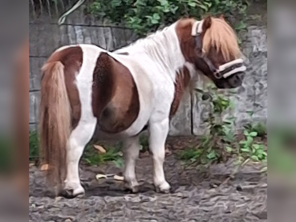 Shetland Ponys Hengst 5 Jahre 80 cm Schecke in Much