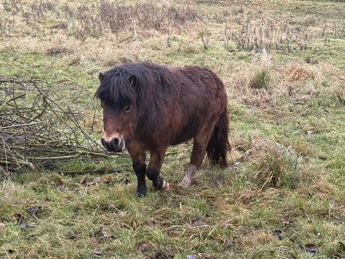 Shetland Ponys Hengst 5 Jahre 90 cm Fuchs in Niederzissen