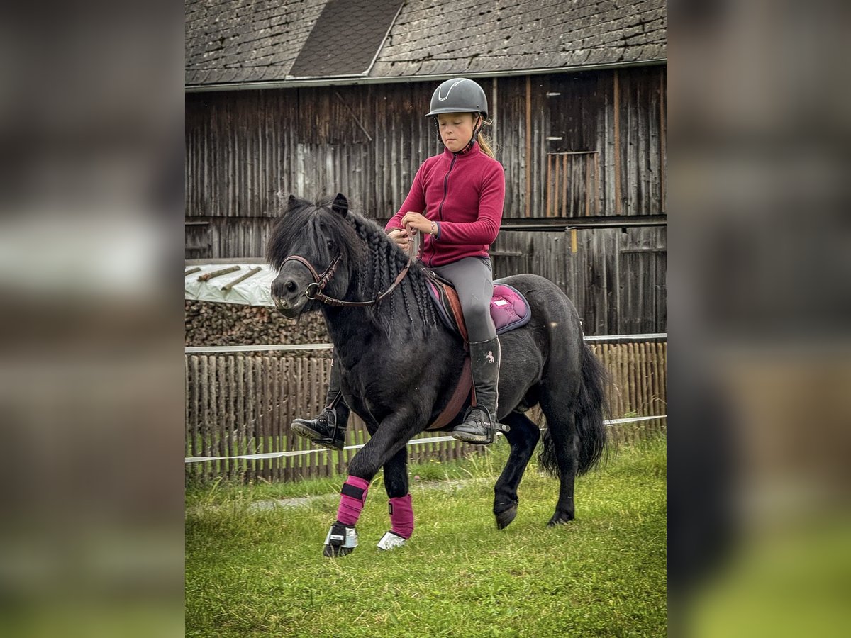 Shetland Ponys Hengst 6 Jahre 105 cm Rappe in Vogtl&#xE4;ndisches Oberland