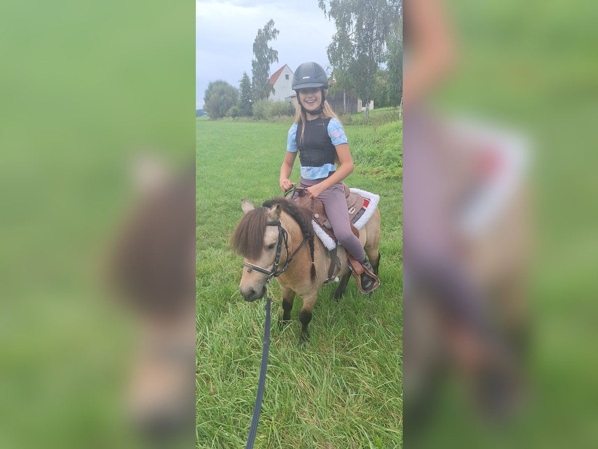 Shetland Ponys Hengst 7 Jahre 105 cm Buckskin in Gunzenhausen