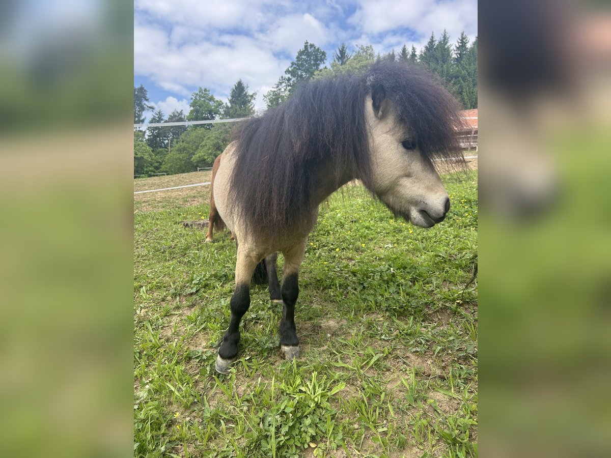 Shetland Ponys Hengst 8 Jaar 94 cm Buckskin in Kirchberg an der Raab