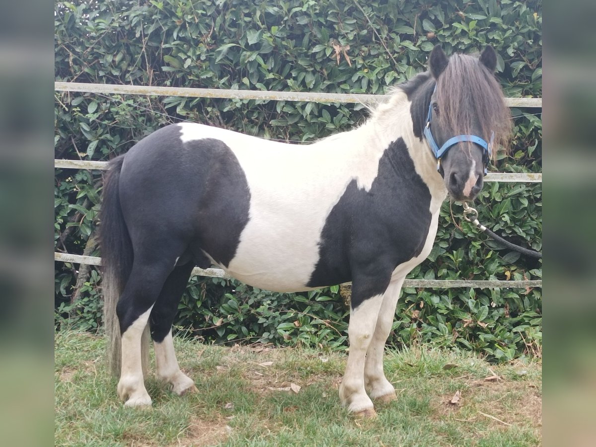 Shetland Ponys Hengst 8 Jahre 100 cm Overo-alle-Farben in Boudrac